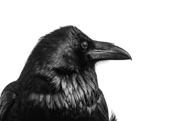 image of a crow